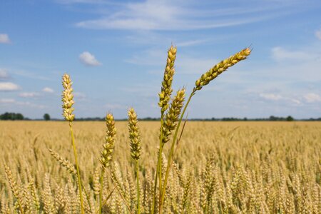 Harvest field plant photo