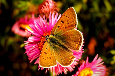Flower plant butterfly