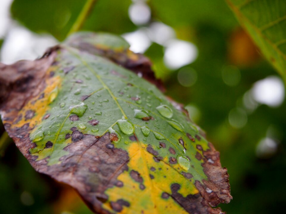 Colorful leaves fall color autumn