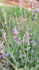 Green herb floral