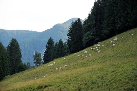 Jezersko pastures mountain pasture