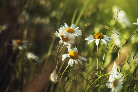 Holidays july meadow