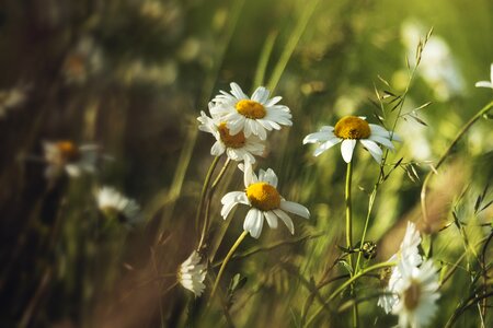 Holidays july meadow photo