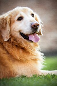 Dog playing juesgos dogs