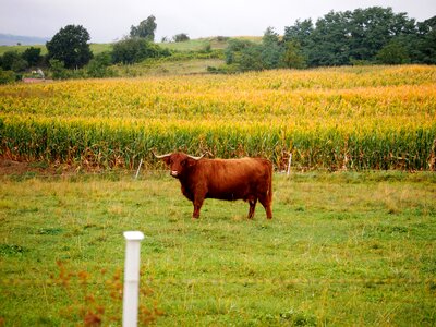 Livestock cow shaggy