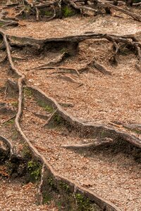 Wood nature ground