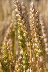 Harvest field plant photo