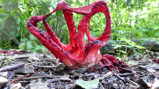 Inktviszwam mushroom autumn