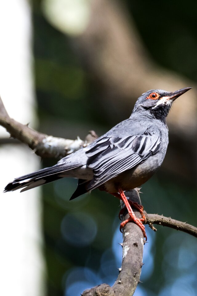 Bird birding wildlife photo