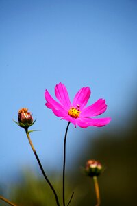 Flowers pink petal