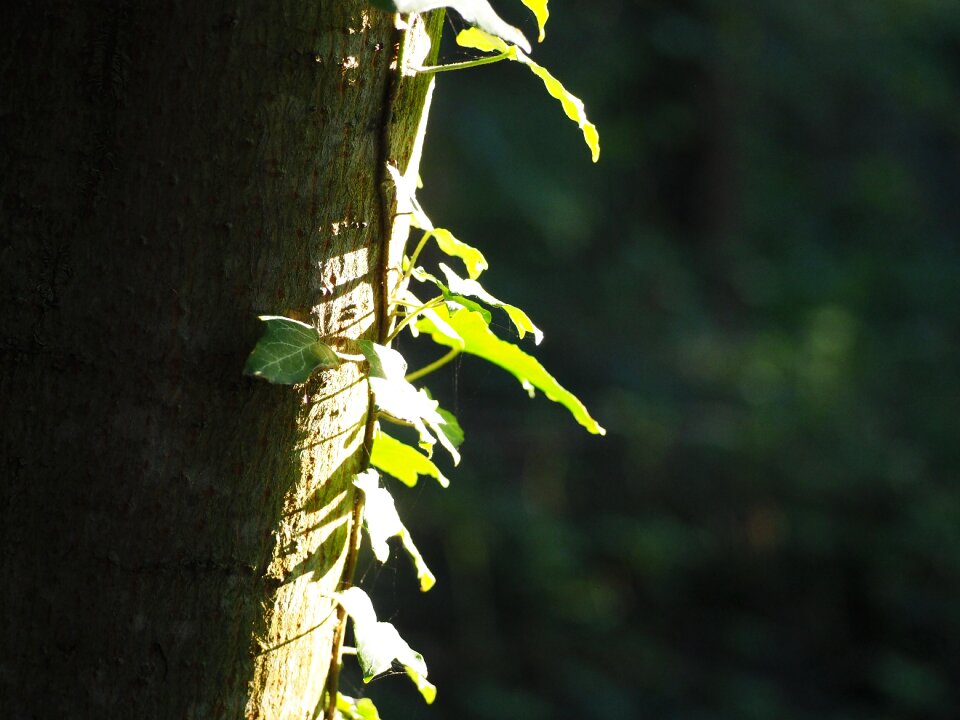 Climber plant nature creeper