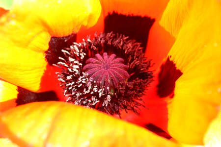 Poppy buds spring klatschmohn photo