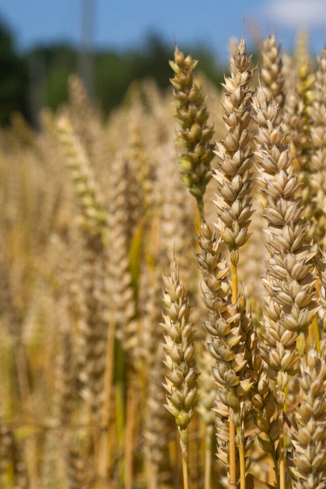 Harvest field plant