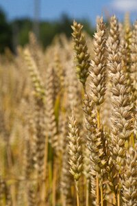 Harvest field plant photo