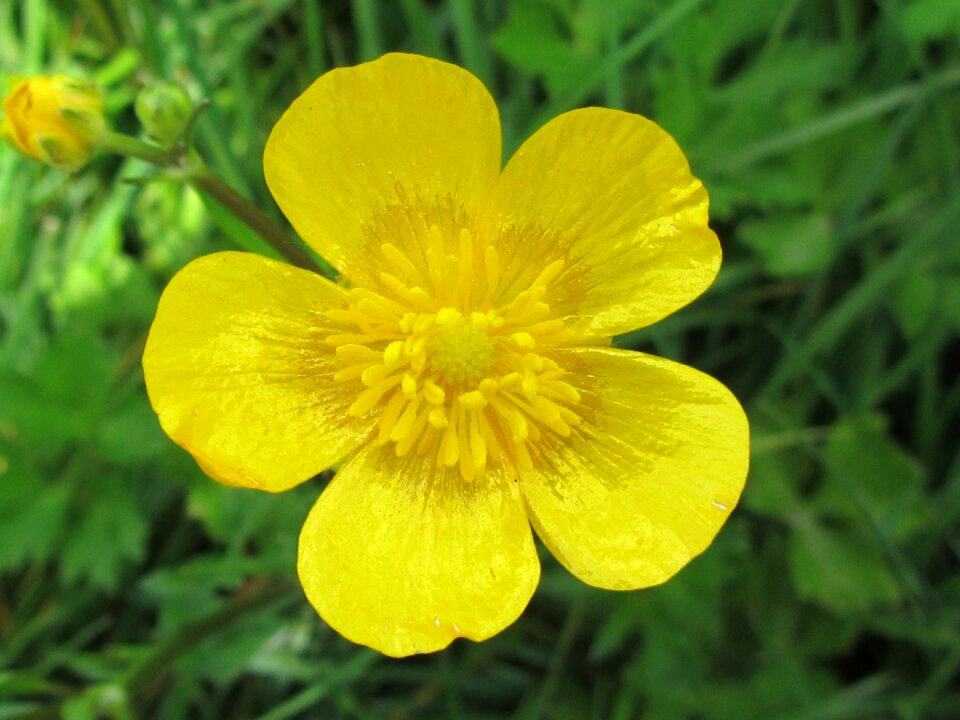 Buttercup flower nature