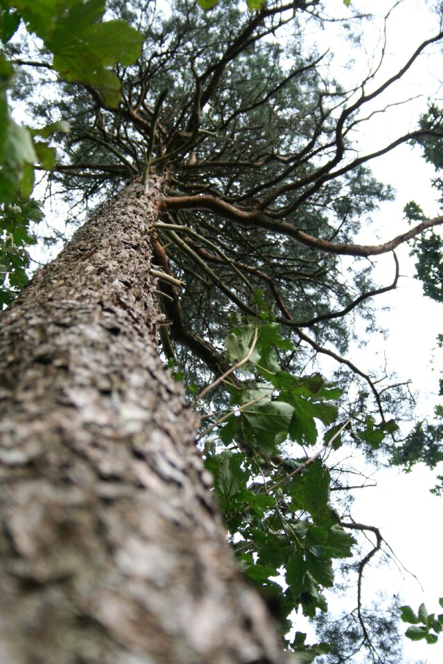 Aesthetic sky conifer photo