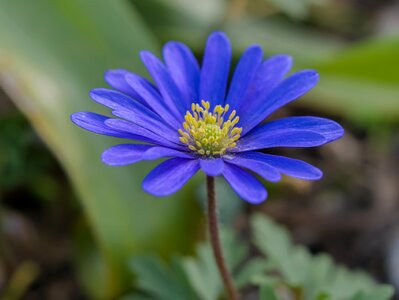 Flower petal garden photo