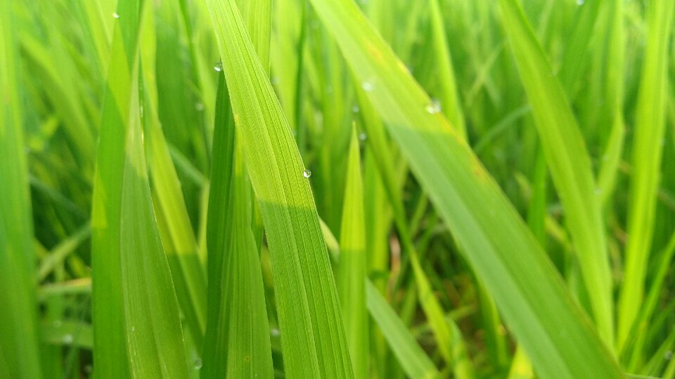 Flora lush green growth