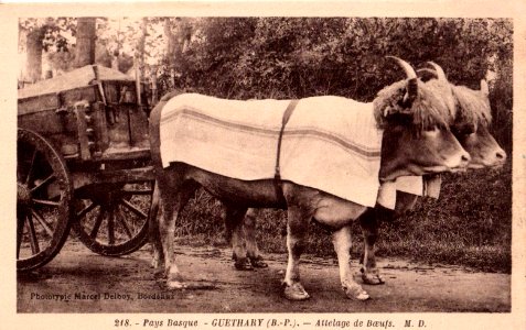 Guéthary (64) - attelage de boeufs