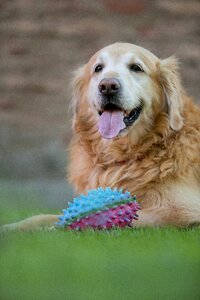 Dog playing juesgos dogs