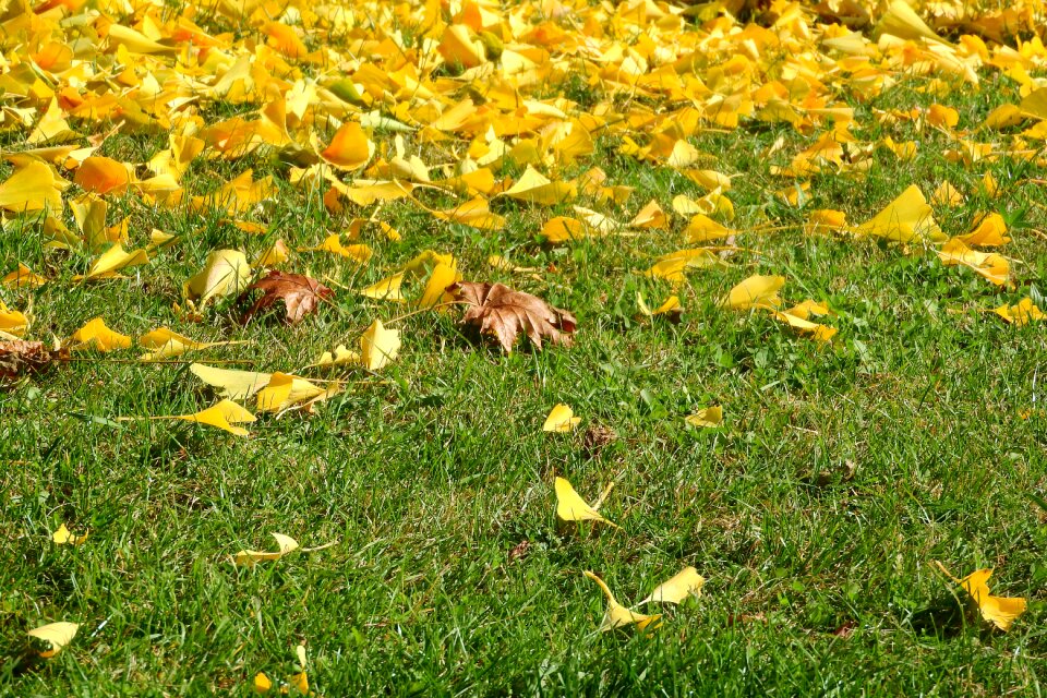Autumn colors golden autumn foliage