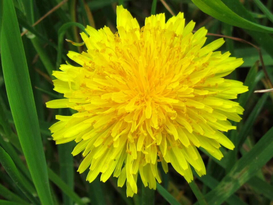 Flower dandelion nature
