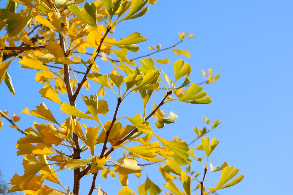 Yellow leaves autumn leaves colorful leaves