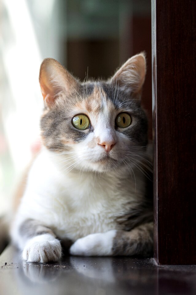Animalia domestic kitten
