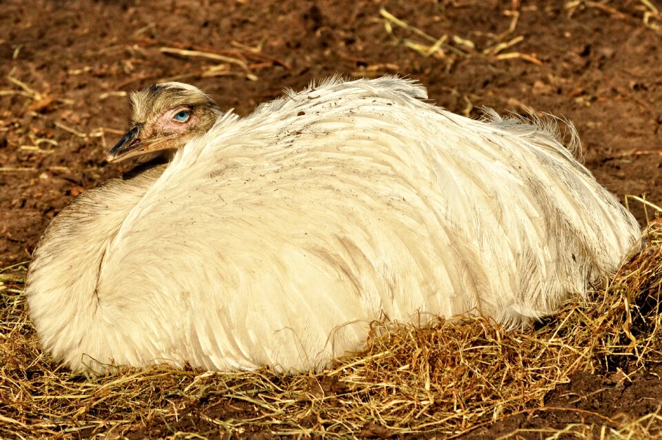 Flightless endemic reclining