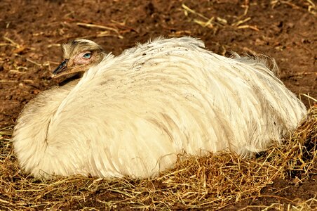 Flightless endemic reclining