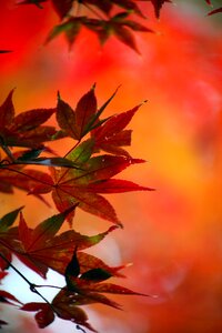 Wood red nature