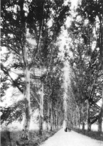 H Bauer - Platenenallee 1892 (HBTB41)