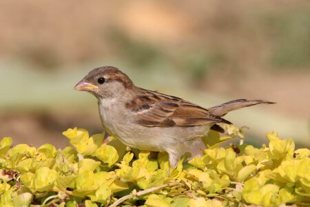 Himself bird cute