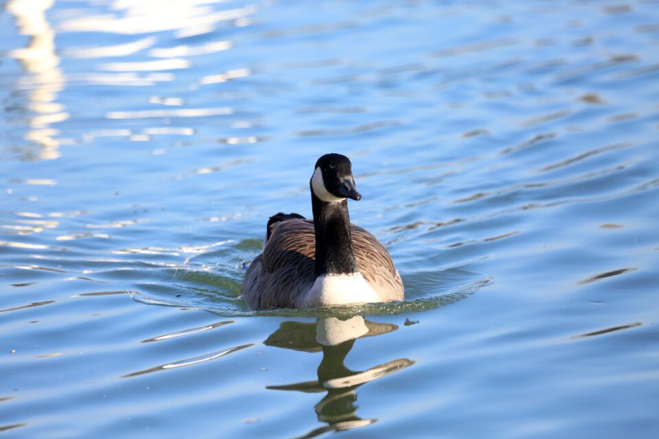 Bird puddle water bird