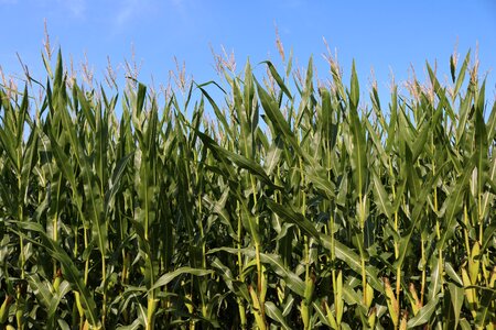 Cornfield harvest corn on the cob
