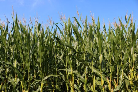 Cornfield harvest corn on the cob photo