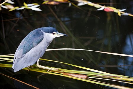 Migratory birds pond reed