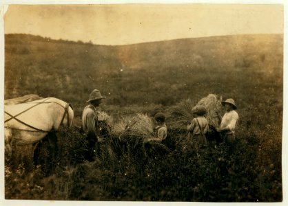 H.H. Allison and 2 boys 10 and 12 years old gathering rye. Should be in school which opened several days ago. Several girls of school age also out. Owns farm of 112 acres. May go to Shady LOC cph.3a29790