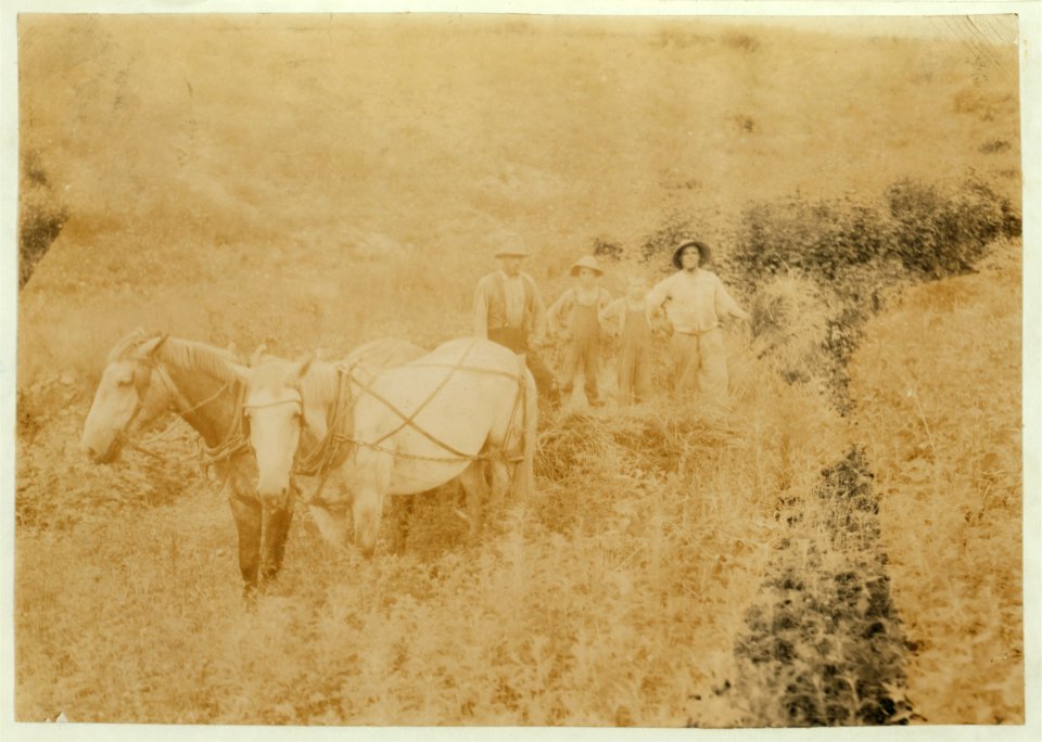 H.H. Allison and 2 boys 10 and 12 years old gathering rye. Should be in school which opened several days ago. Several girls of school age also out. Owns farm of 112 acres. May go to Shady LOC nclc.00460