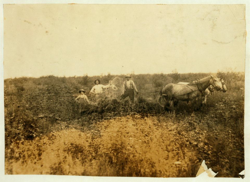 H.H. Allison and 2 boys 10 and 12 years old gathering rye. Should be in school which opened several days ago. Several girls of school age also out. Owns farm of 112 acres. May go to Shady LOC nclc.00459