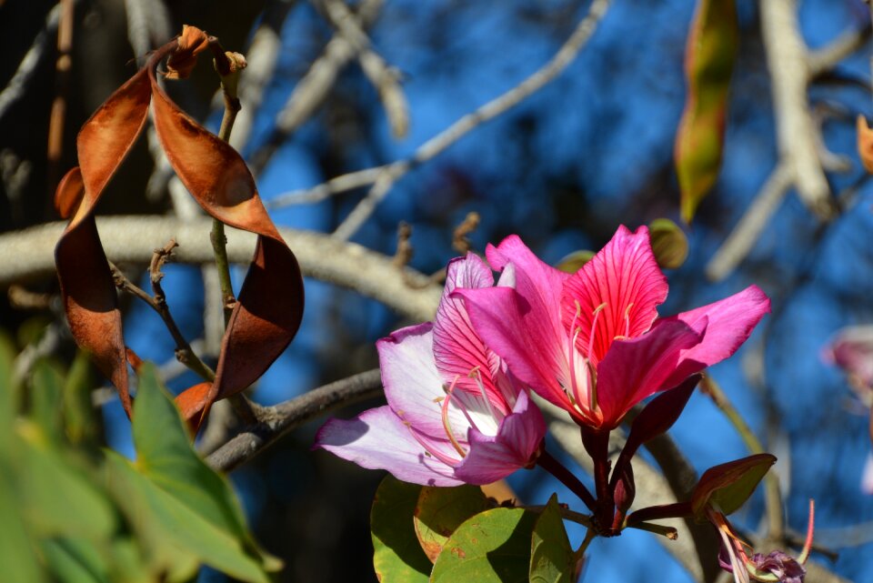 Flower plant leaf