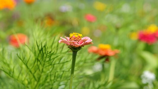 Meadow nature summer photo