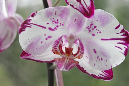 Flower violet white photo