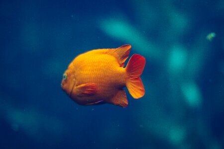 Animal swimming underwater photo