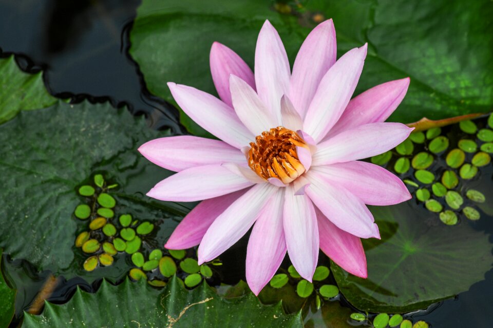 Water lily aquatic pink