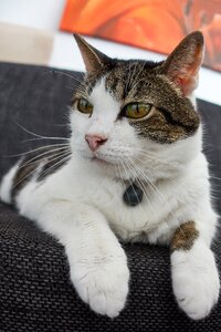 Domestic cat pretty eye