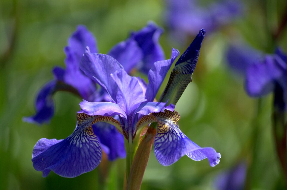 Plant nature garden photo