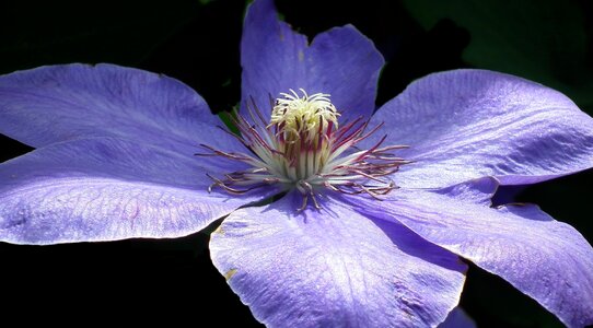 Plant summer closeup photo