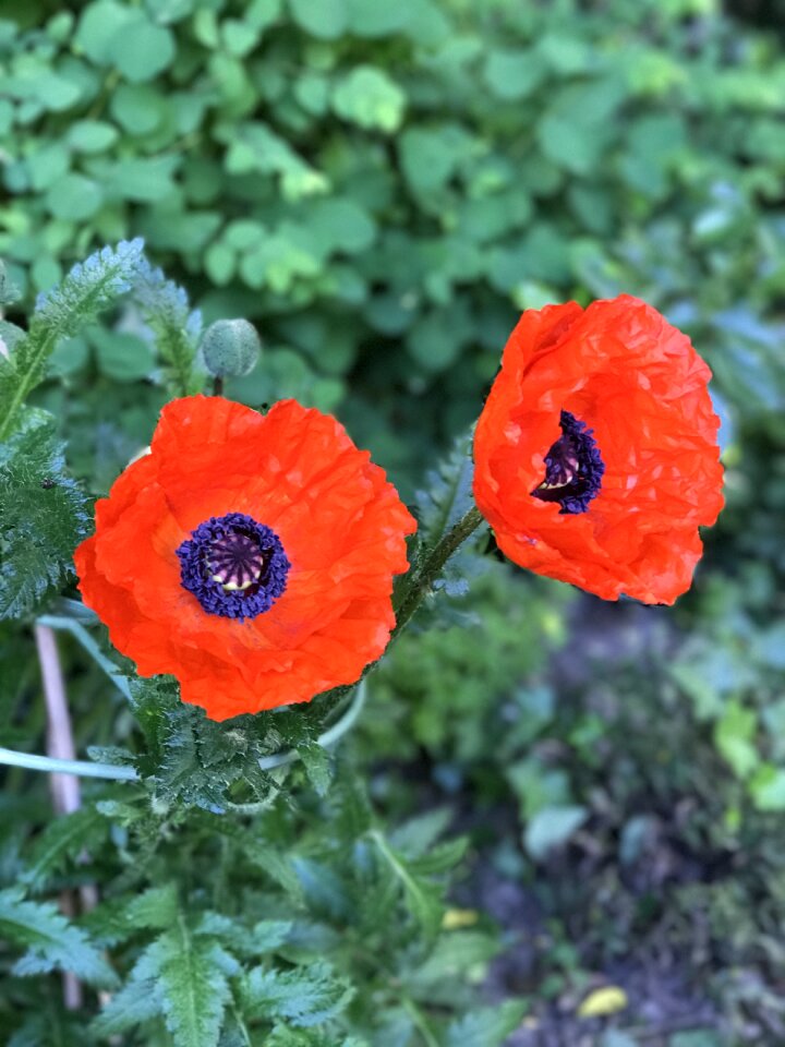 Poppy flower Free photos