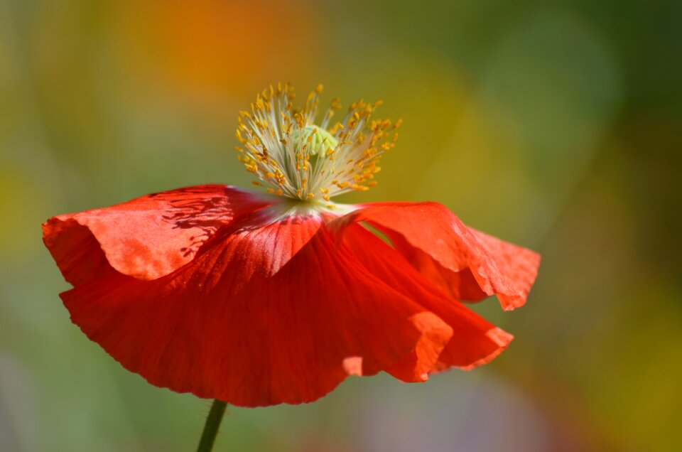 Petal klatschmohn pistil
